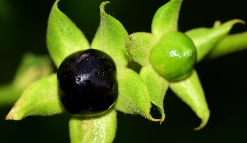 Belladonna Plant